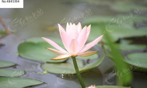 核桃芝麻糊的功效与营养是什么-芝麻核桃粉功效网- 芝麻核桃馅怎么做知识,分享芝麻核桃的功效