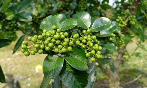 芝麻核桃粉功效网- 芝麻核桃馅怎么做知识,分享芝麻核桃的功效